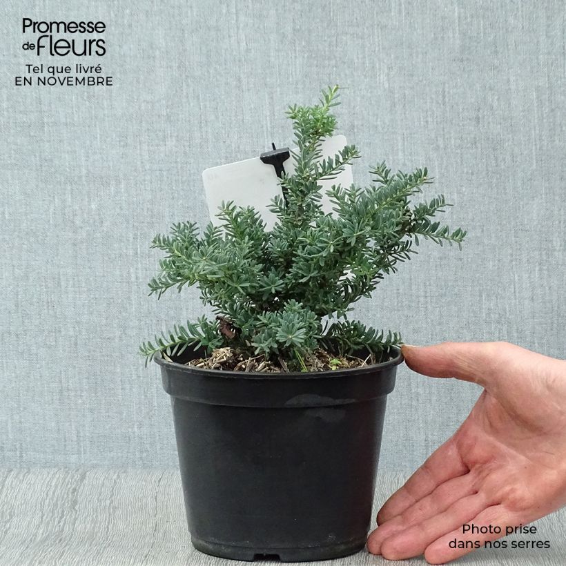 Exemplar von Podocarpus lawrencii Blue Gem - Steineibe Topf mit 2L/3L wie im Herbst geliefert