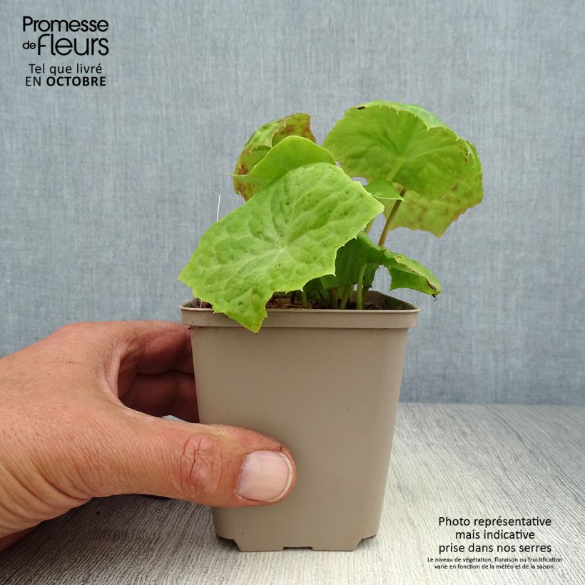 Exemplar von Podophyllum Spotty Dotty - Maiapfel Kleine Töpfe von 8/9 cm wie im Herbst geliefert