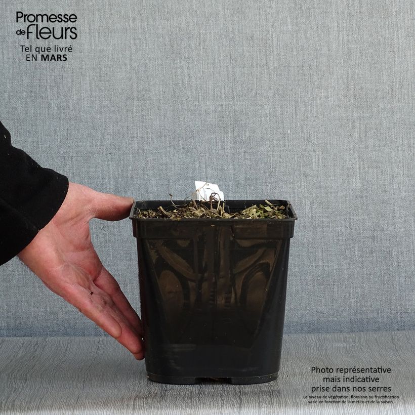 Exemplar von Podophyllum Spotty Dotty - Maiapfel Topf mit 3L/4L wie im Winter geliefert