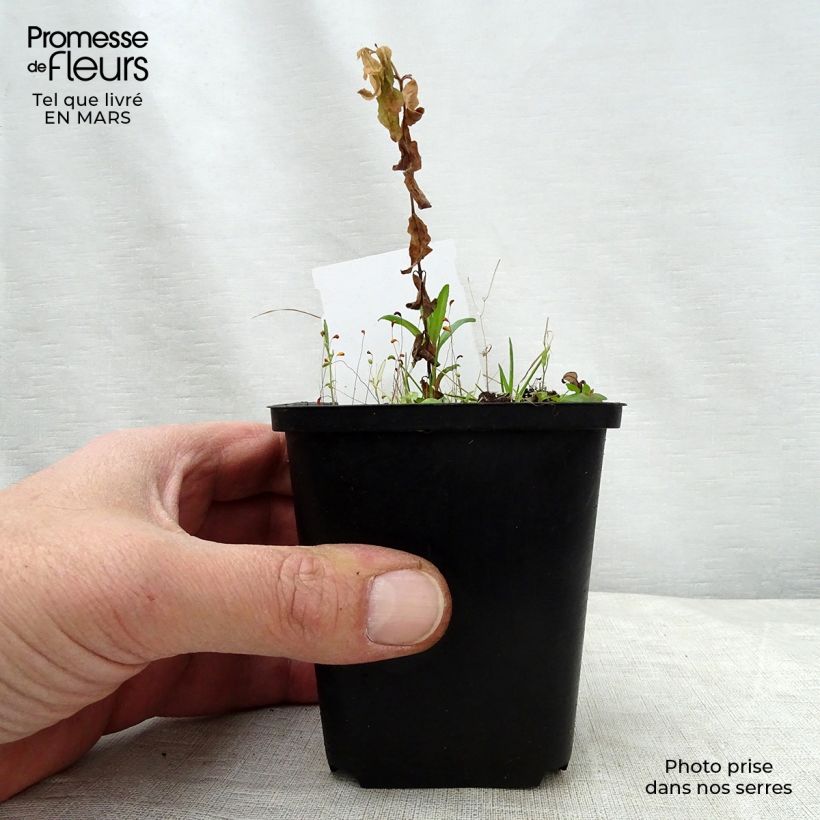 Exemplar von Podophyllum peltatum - Maiapfel Kleine Töpfe von 8/9 cm wie im Frühjahr geliefert