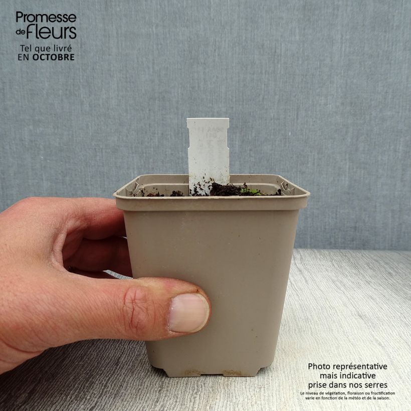 Exemplar von Podophyllum peltatum - Maiapfel Kleine Töpfe von 8/9 cm wie im Herbst geliefert