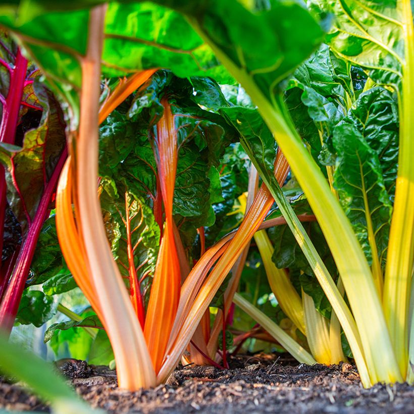 Grüner Mangold Fireworks BIO (Ernte)