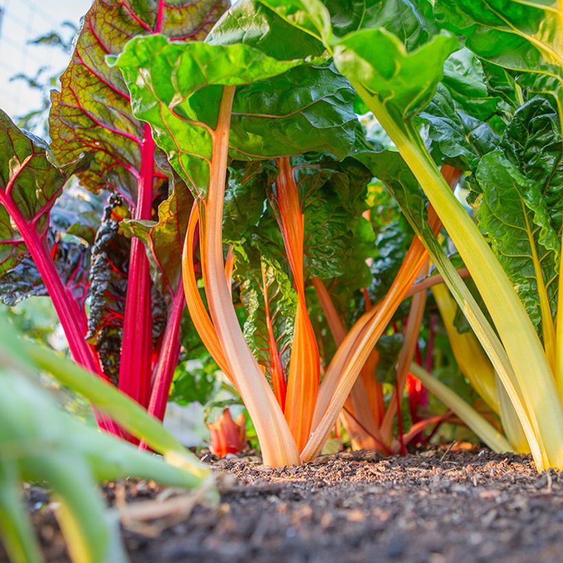 Grüner Mangold Fireworks BIO (Hafen)