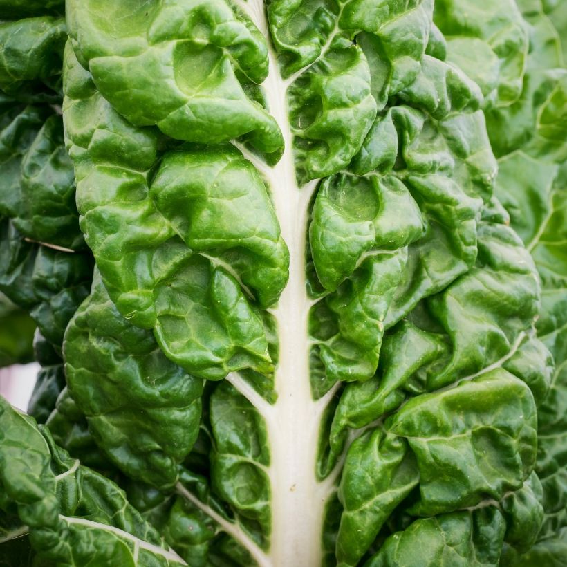 Grüner Mangold with White Rib 3 race B in seedlings (Laub)
