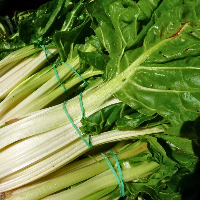 Grüner Mangold with White Rib 3 race B in seedlings (Ernte)