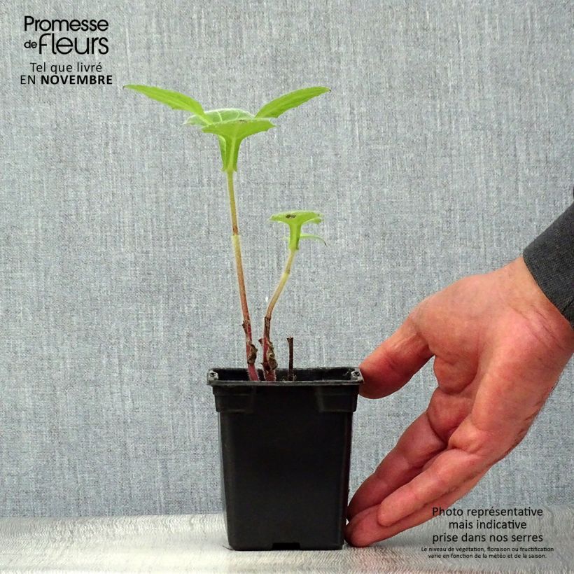 Exemplar von Yacón Bio - Smallanthus sonchifolius Kleine Töpfe von 8/9 cm wie im Herbst geliefert