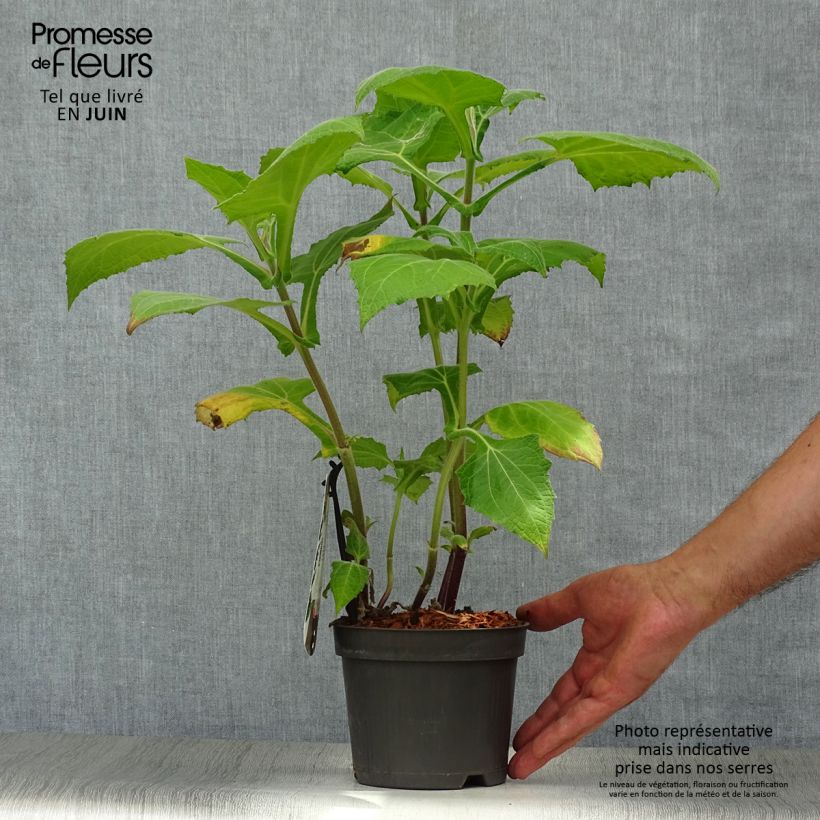 Exemplar von Yacón Morado - Smallanthus sonchifolius Topf mit 1,5L/2L wie im Sommer geliefert