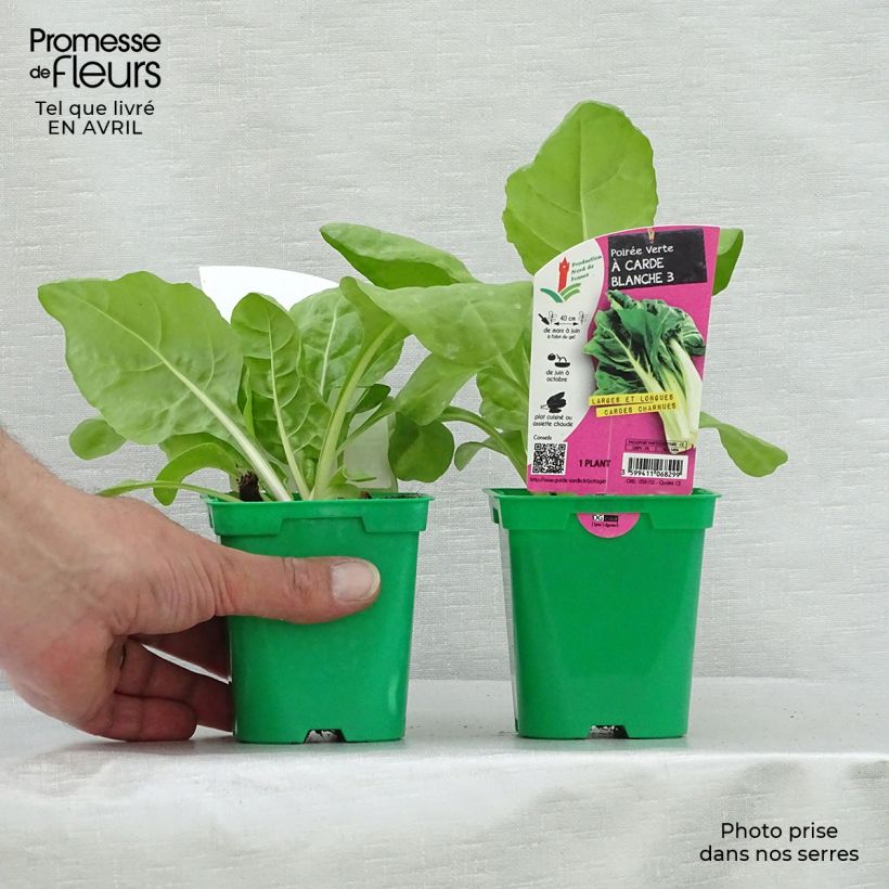 Exemplar von Grüner Mangold with White Rib 3 race B in seedlings Topf 10 cm/11cm wie im Frühjahr geliefert
