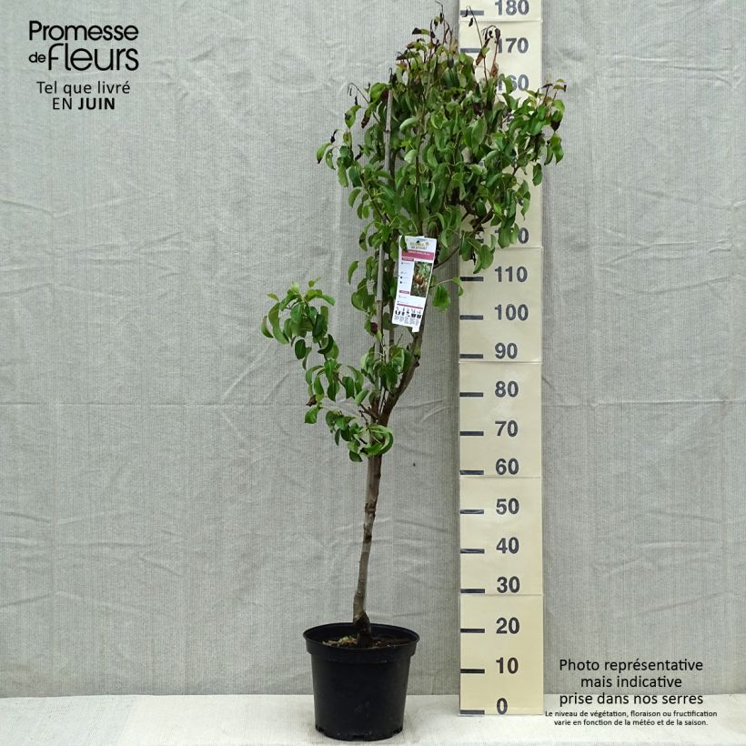 Exemplar von Birnbaum Angelys - Pyrus communis Topf mit 7,5L/10L, Gobelet-Form wie im Frühjahr geliefert