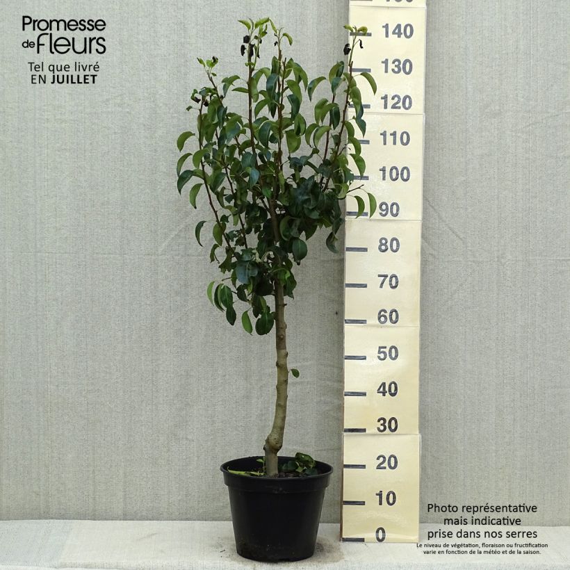 Exemplar von Birnbaum Beurre Hardy - Pyrus communis Topf mit 7,5L/10L, Gobelet-Form wie im Sommer geliefert