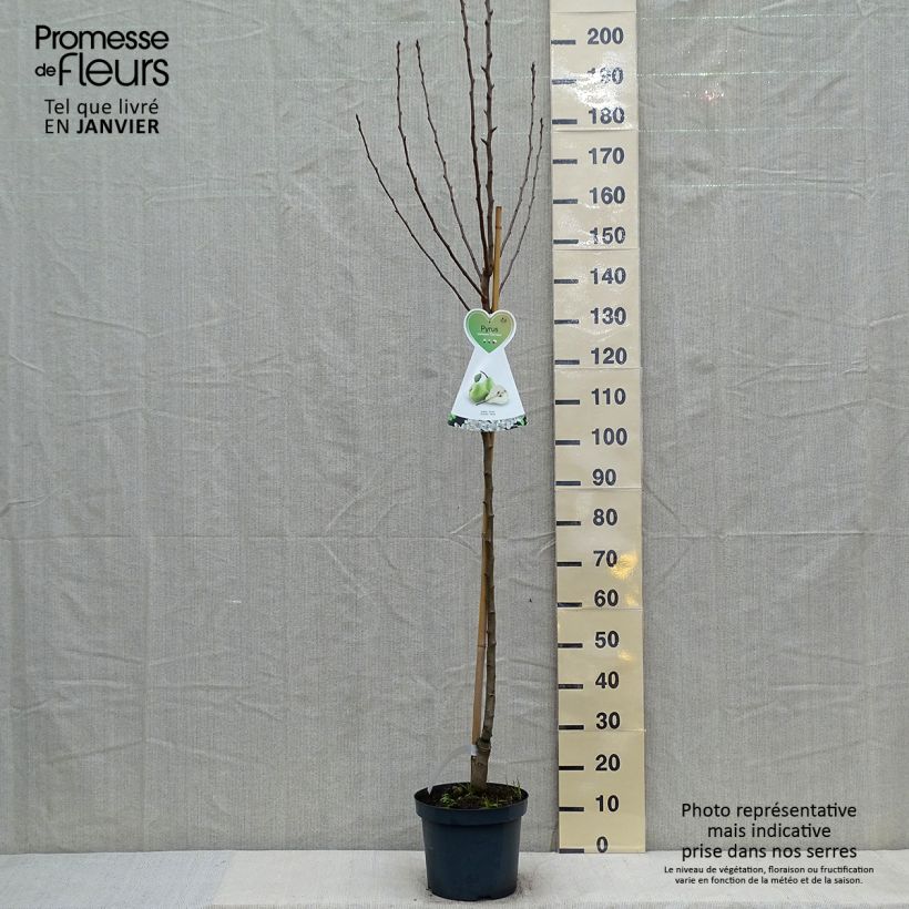 Exemplar von Birnbaum Charneux - Pyrus communis Topf mit 7,5L/10L, Halbstamm wie im Winter geliefert