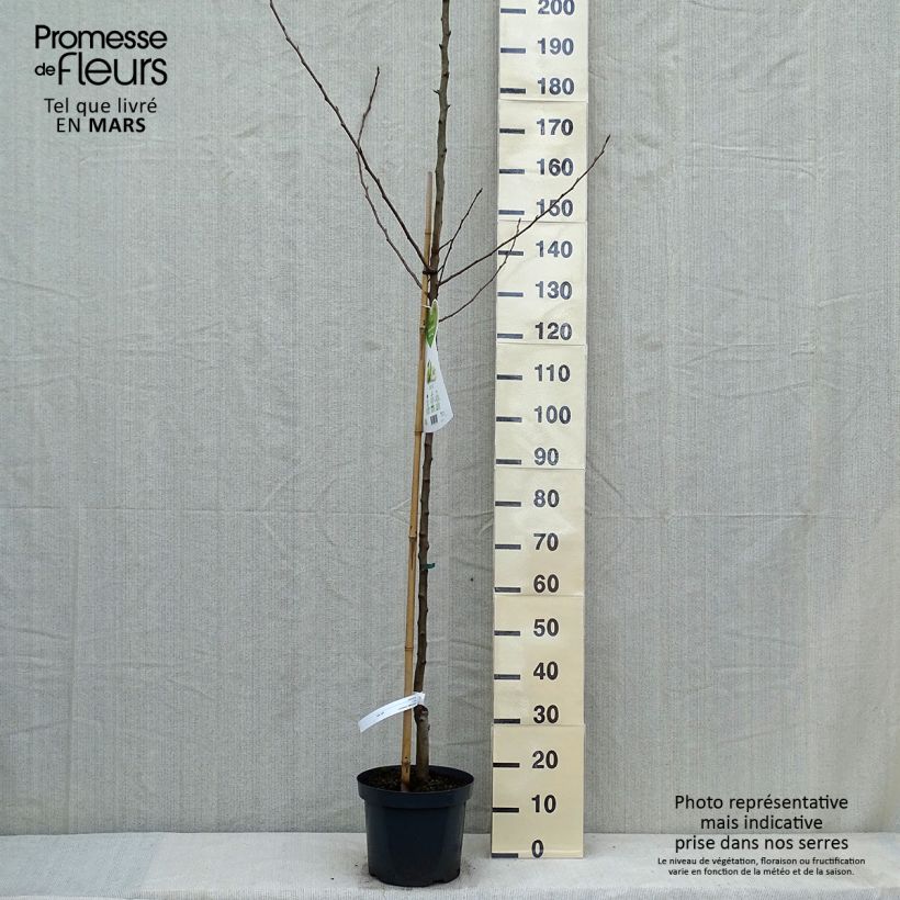 Exemplar von Birnbaum Charneux - Pyrus communis Topf mit 7,5L/10L, Halbstamm wie im Frühjahr geliefert