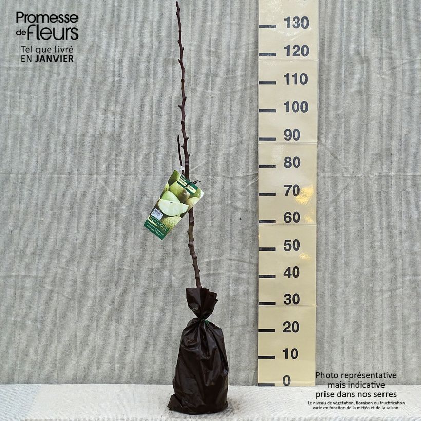 Exemplar von Birnbaum Comtesse de Paris - Pyrus communis Plug "Fertig-zum-Pflanzen", Heister wie im Winter geliefert