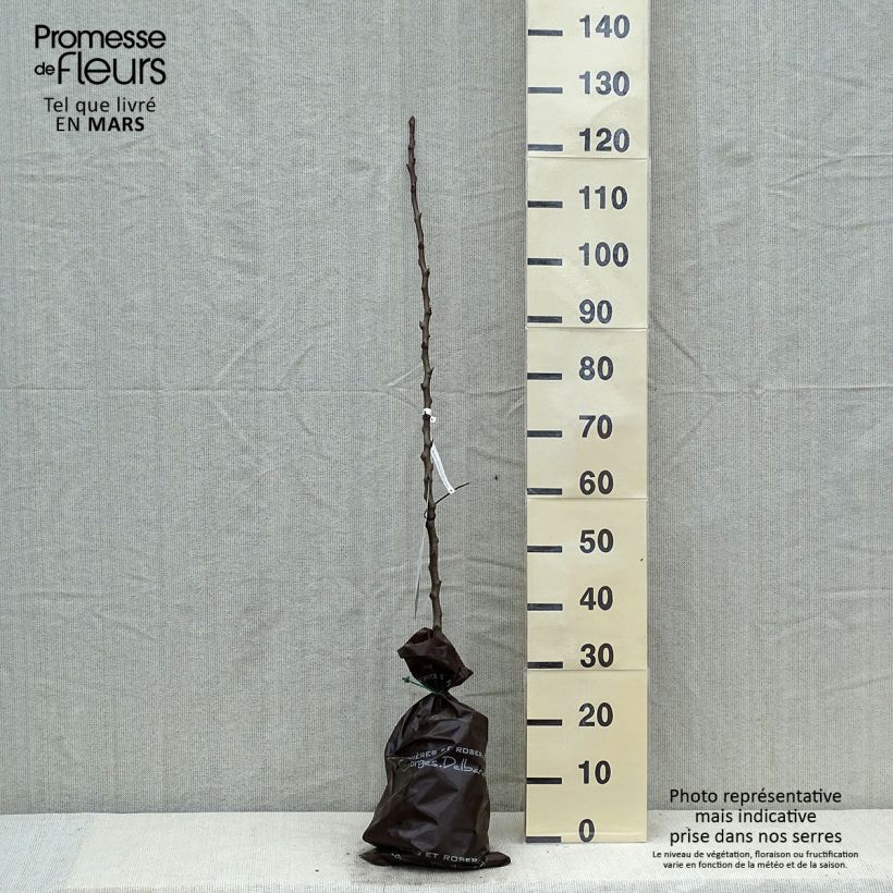 Exemplar von Birnbaum Comtesse de Paris - Pyrus communis Plug "Fertig-zum-Pflanzen", Heister wie im Frühjahr geliefert