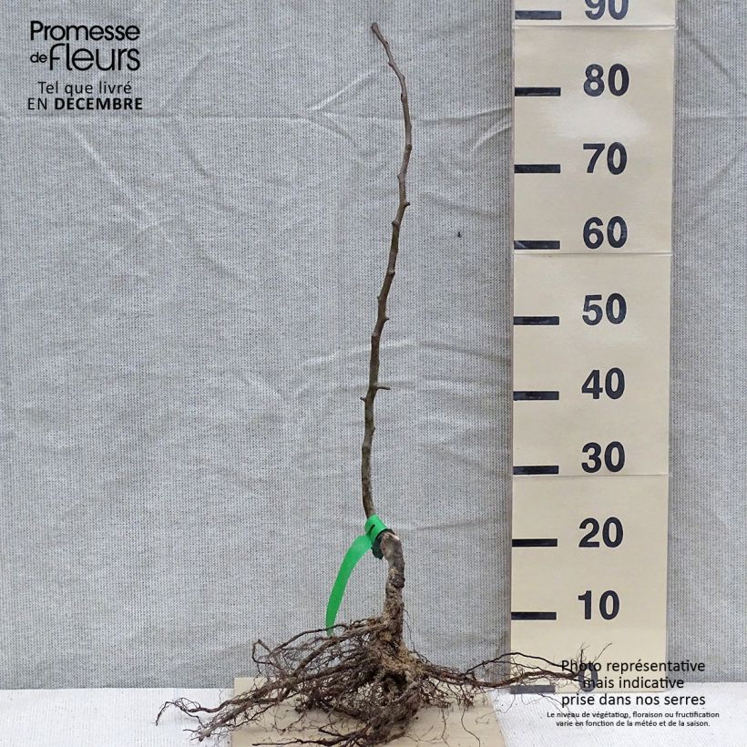 Exemplar von Bio-Zwergbirnbaum Doyenné du Comice wie im Winter geliefert