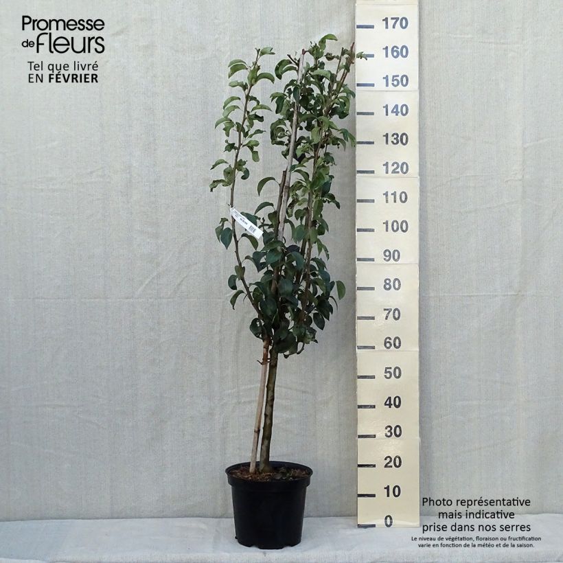 Exemplar von Birnbaum Doyenné du Comice - Pyrus communis Topf mit 7,5L/10L, Gobelet-Form wie im Herbst geliefert
