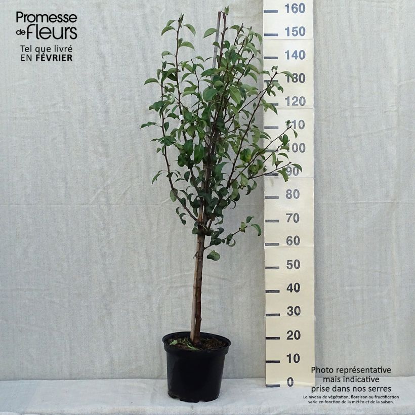 Exemplar von Birnbaum Epine du Mas (syn. Duc de Bordeaux) - Pyrus communis Topf mit 7,5L/10L, Gobelet-Form wie im Herbst geliefert
