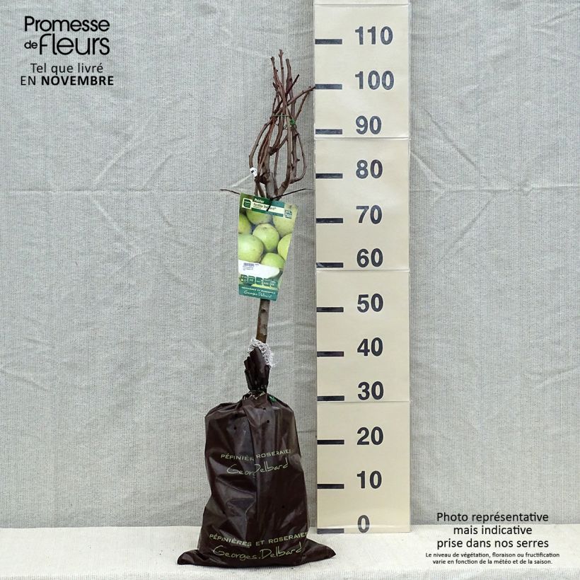 Exemplar von Birnbaum Fertilia Delbard Delwilmor - Pyrus communis Plug "Fertig-zum-Pflanzen", Gobelet-Form wie im Herbst geliefert