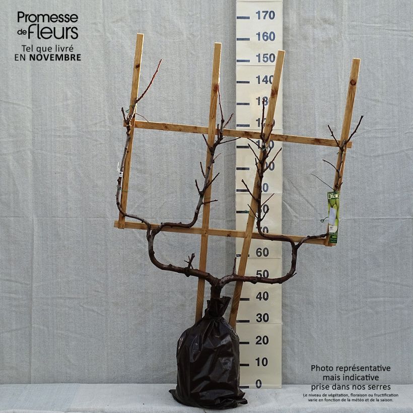 Exemplar von Birnbaum Fertilia Delbard Delwilmor - Pyrus communis Plug "Fertig-zum-Pflanzen", Spalierobst doppelte U-Form wie im Herbst geliefert