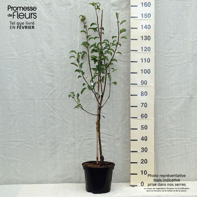 Exemplar von Birnbaum Jules Guyot - Pyrus communis Topf mit 7,5L/10L, Gobelet-Form wie im Herbst geliefert