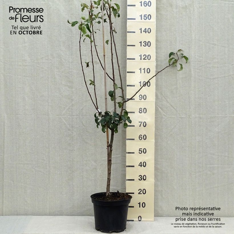 Exemplar von Birnbaum Louise Bonne d'Avranches (Gute Luise) - Pyrus communis Topf mit 7,5L/10L, Gobelet-Form wie im Herbst geliefert