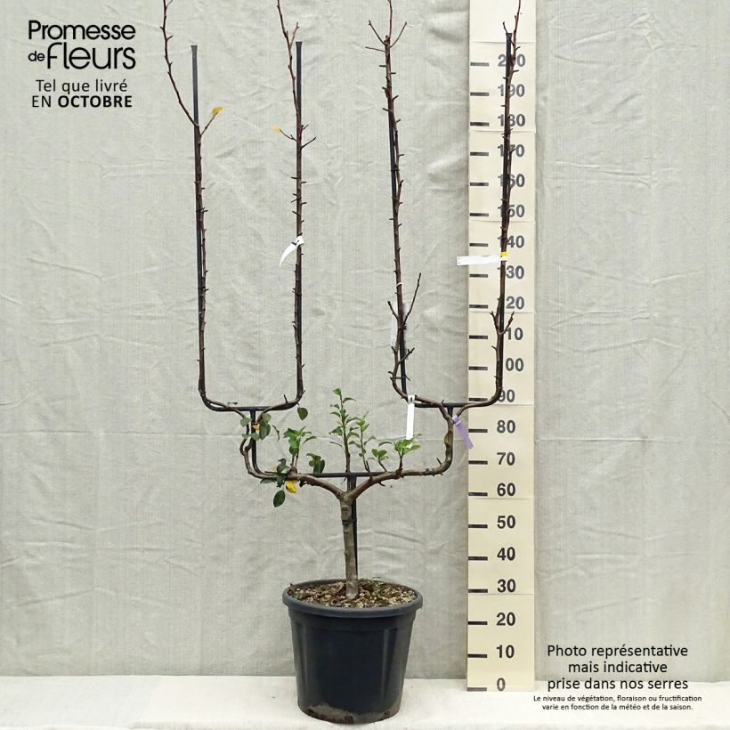 Exemplar von Birnbaum General Leclerc - Pyrus communis Topf mit 30L/35L, Spalierobst doppelte U-Form wie im Herbst geliefert