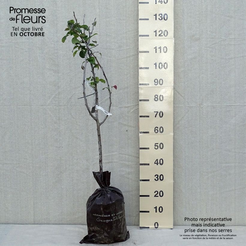 Exemplar von Birnbaum Sucrée de Montluçon - Pyrus communis Plug "Fertig-zum-Pflanzen", Gobelet-Form wie im Herbst geliefert