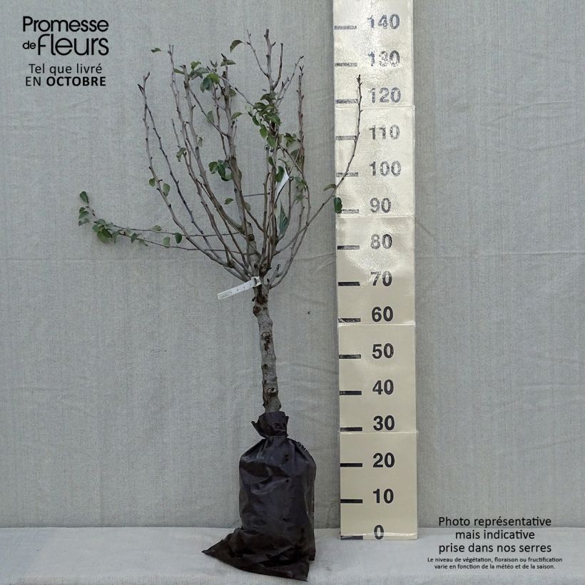 Exemplar von Birnbaum Super Comice Delbard 'Delbias' - Pyrus communis Plug "Fertig-zum-Pflanzen", Gobelet-Form wie im Herbst geliefert