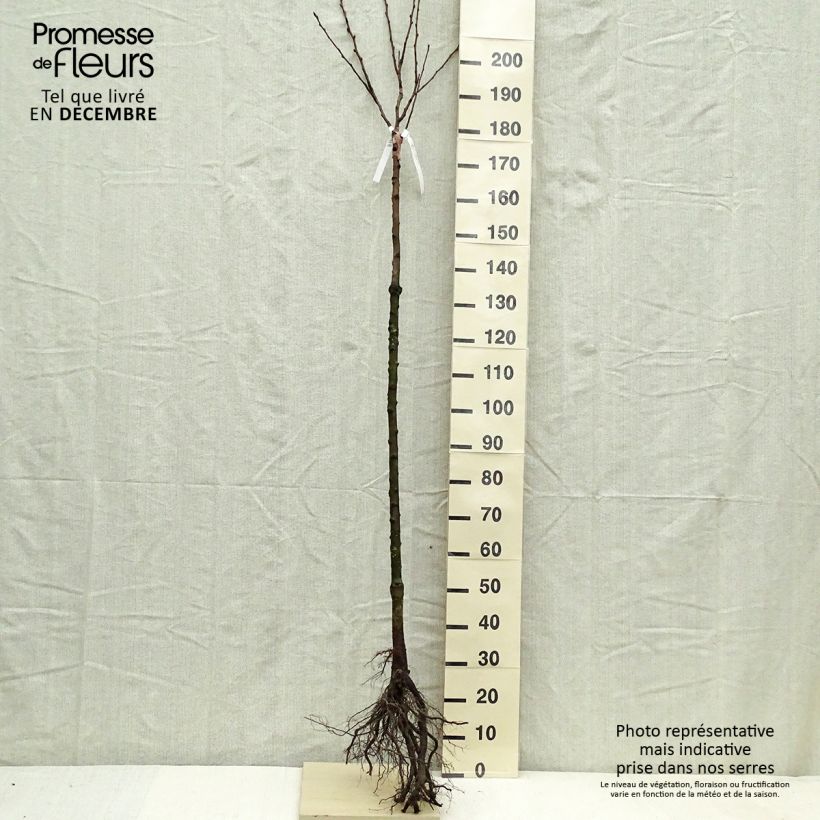 Exemplar von Birnbaum Triomphe de Vienne - Pyrus communis Wurzelnackt, Halbstamm wie im Winter geliefert