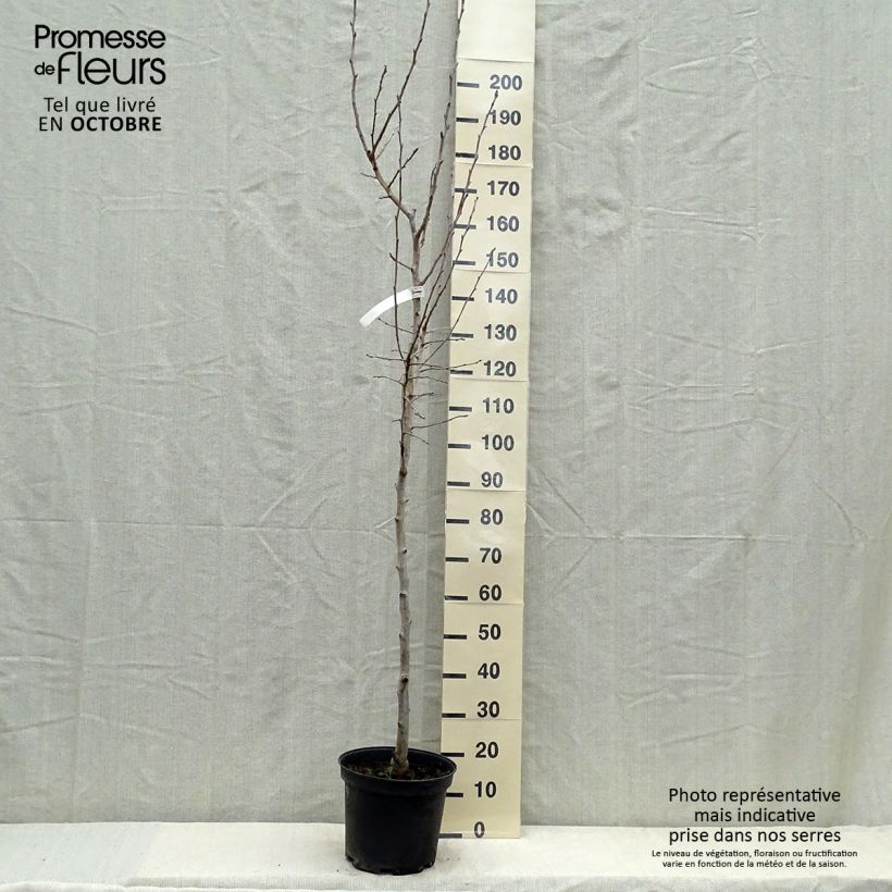 Exemplar von Birnbaum Williams - Pyrus communis Topf mit 7,5L/10L, Halbstamm wie im Herbst geliefert