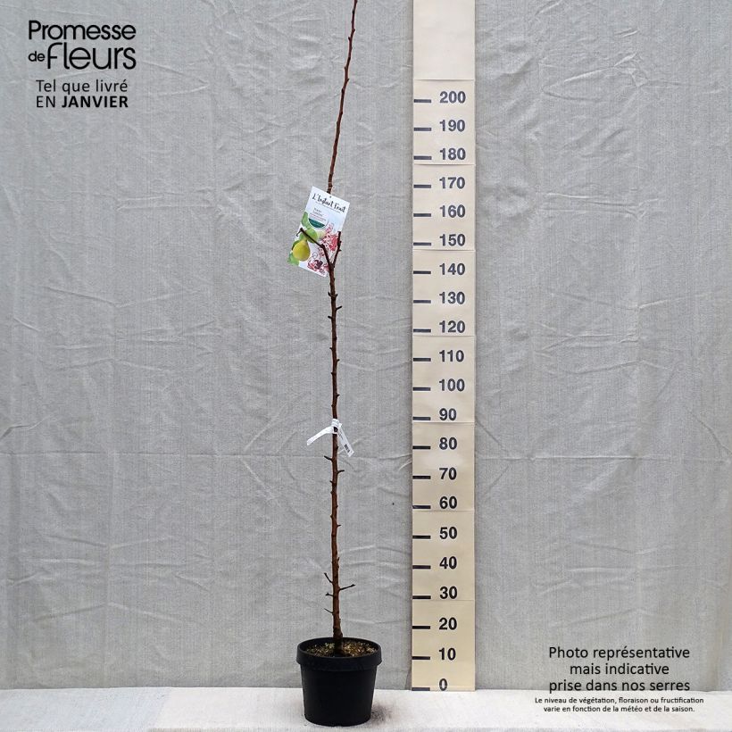 Exemplar von Säulenbirnbaum Londres - Pyrus communis Topf mit 7,5L/10L, Säulenförmig wie im Winter geliefert