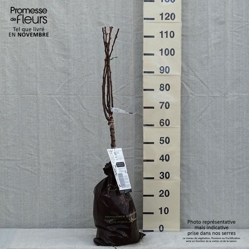 Exemplar von Zwergbirnbaum Belle Helene - Pyrus communis Plug "Fertig-zum-Pflanzen", 1/4 Stängel wie im Herbst geliefert