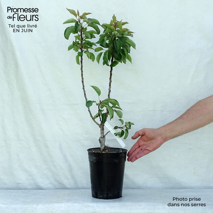 Exemplar von Zwergbirnbaum Garden Gem Pyred - Pyrus communis Topf mit 6L/7L, Zwergform wie im Sommer geliefert