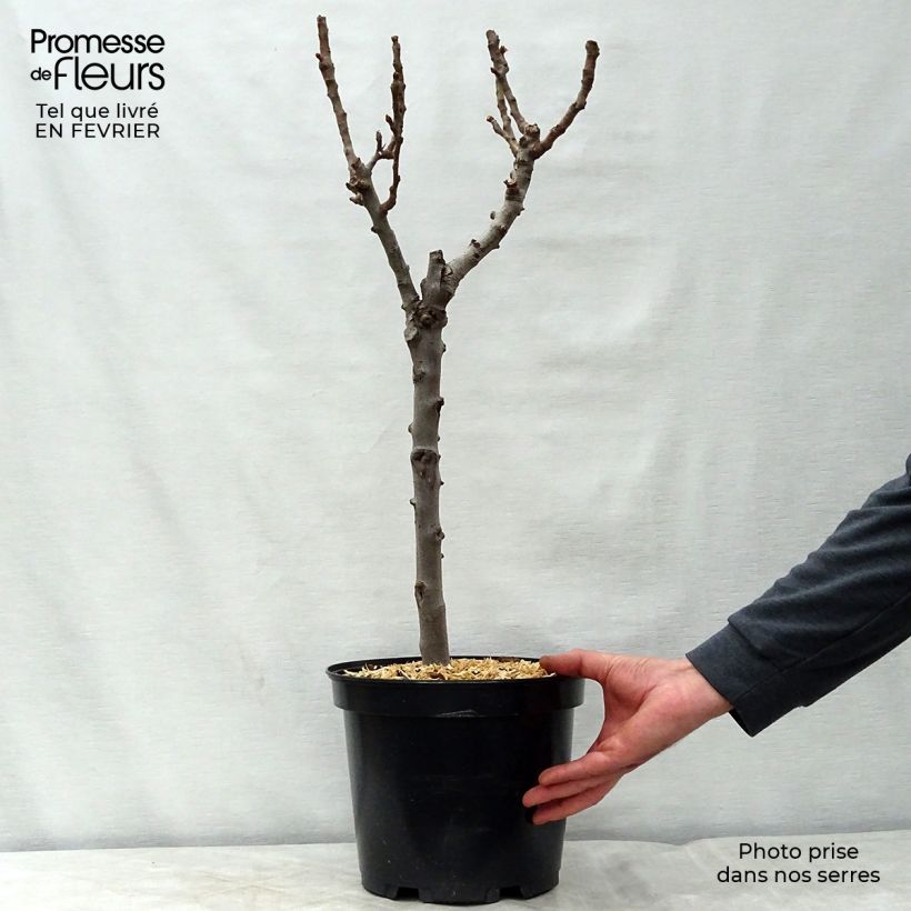 Exemplar von Zwergbirnbaum Garden Gem Pyred - Pyrus communis Topf mit 6L/7L, Zwergform wie im Winter geliefert
