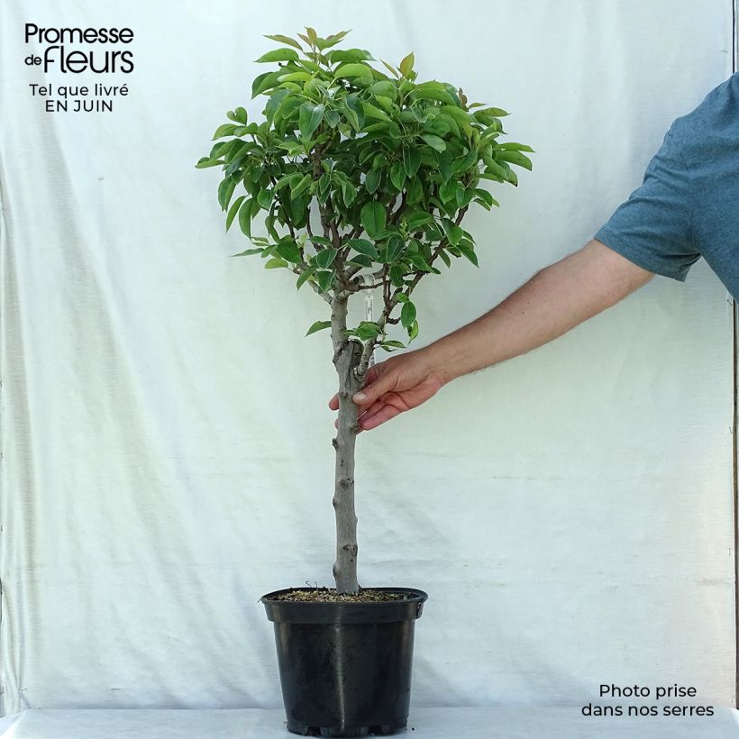 Exemplar von Zwergbirnbaum Garden Pearl - Pyrus communis Topf mit 6L/7L, Zwergform wie im Sommer geliefert
