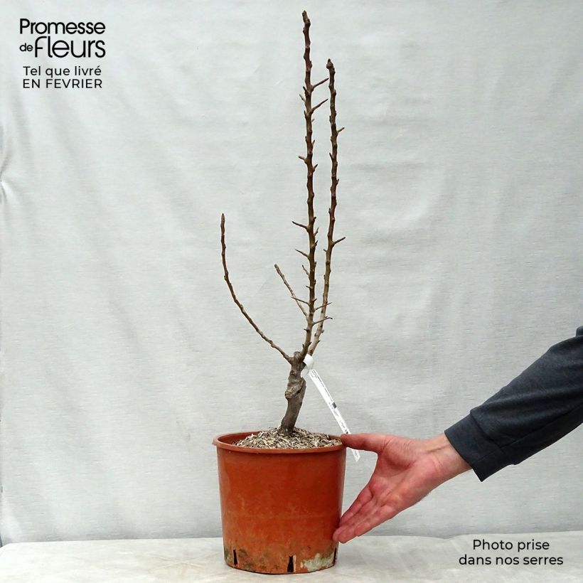 Exemplar von Zwergbirnbaum Garden Pearl - Pyrus communis Topf mit 6L/7L, Zwergform wie im Winter geliefert