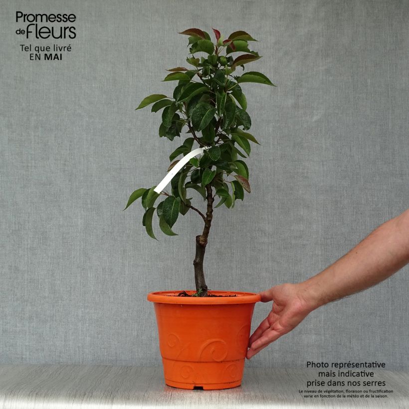Exemplar von Zwergbirnbaum Garden Pearl - Pyrus communis Topf mit 6L/7L, 1/4 Stängel wie im Frühjahr geliefert