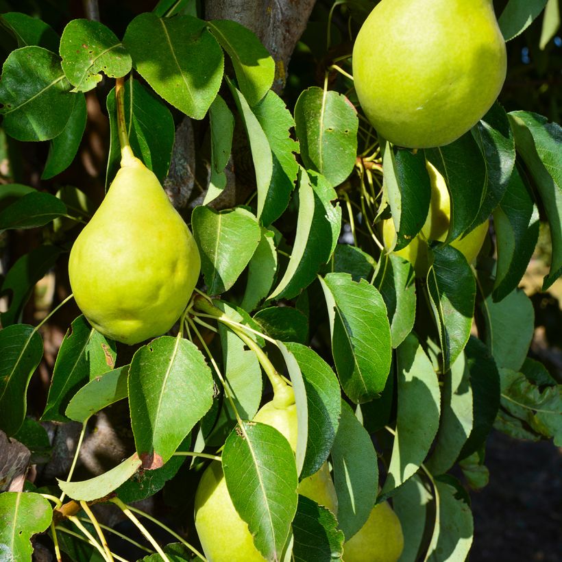 Chinesischer Birnbaum Early Shu - Pyrus bretschneideri (Ernte)