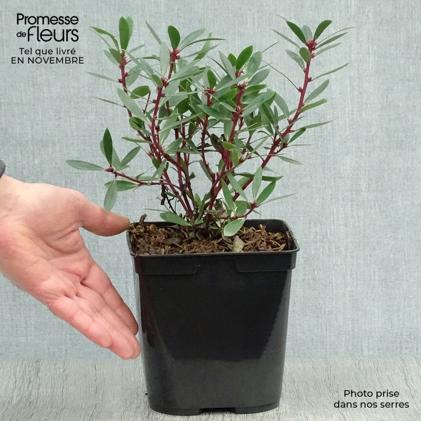 Exemplar von Drimys aromatica - Tasmanischer Bergpfeffer Topf mit 2L/3L wie im Herbst geliefert