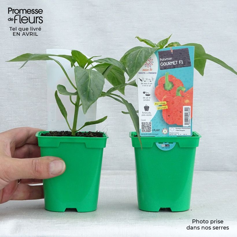 Exemplar von Paprika Orange Gourmet Topf 10 cm/11cm wie im Frühjahr geliefert