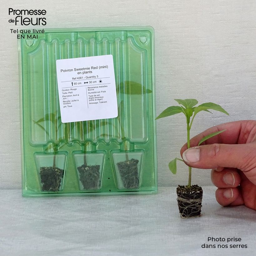 Exemplar von Paprika Sweetmie Red Mini-Plug Ø 3/4 cm wie im Frühjahr geliefert