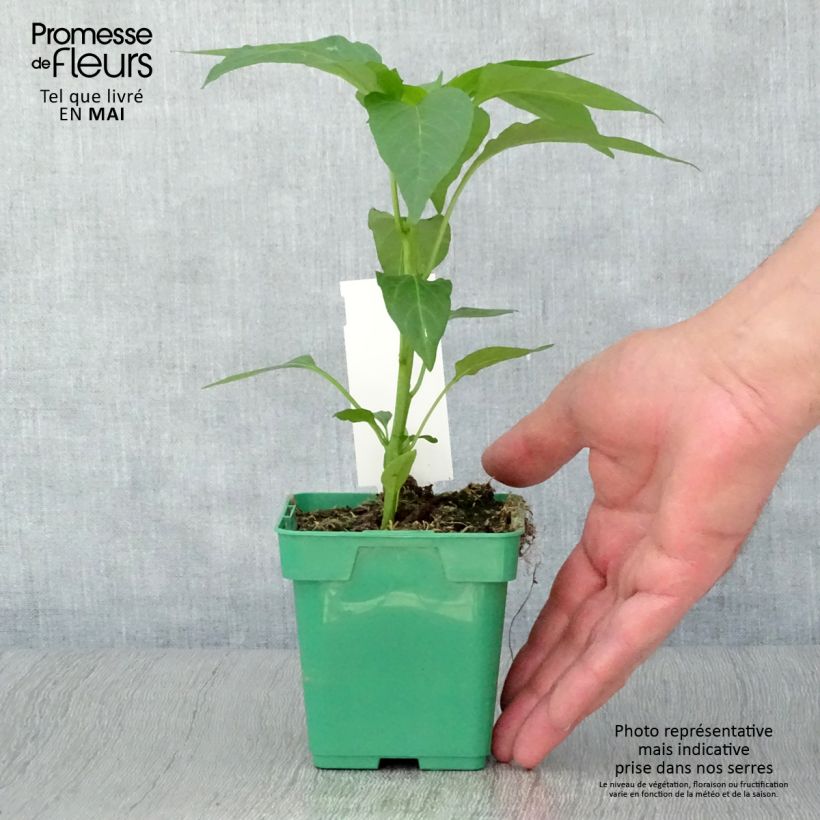Exemplar von Paprika Terrazzi F1 Topf 10 cm/11cm wie im Frühjahr geliefert