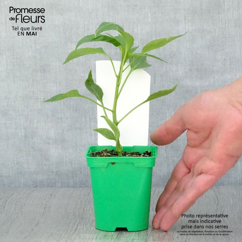 Exemplar von Paprika Oreny F1 (Veredelt) Topf 10 cm/11cm wie im Frühjahr geliefert