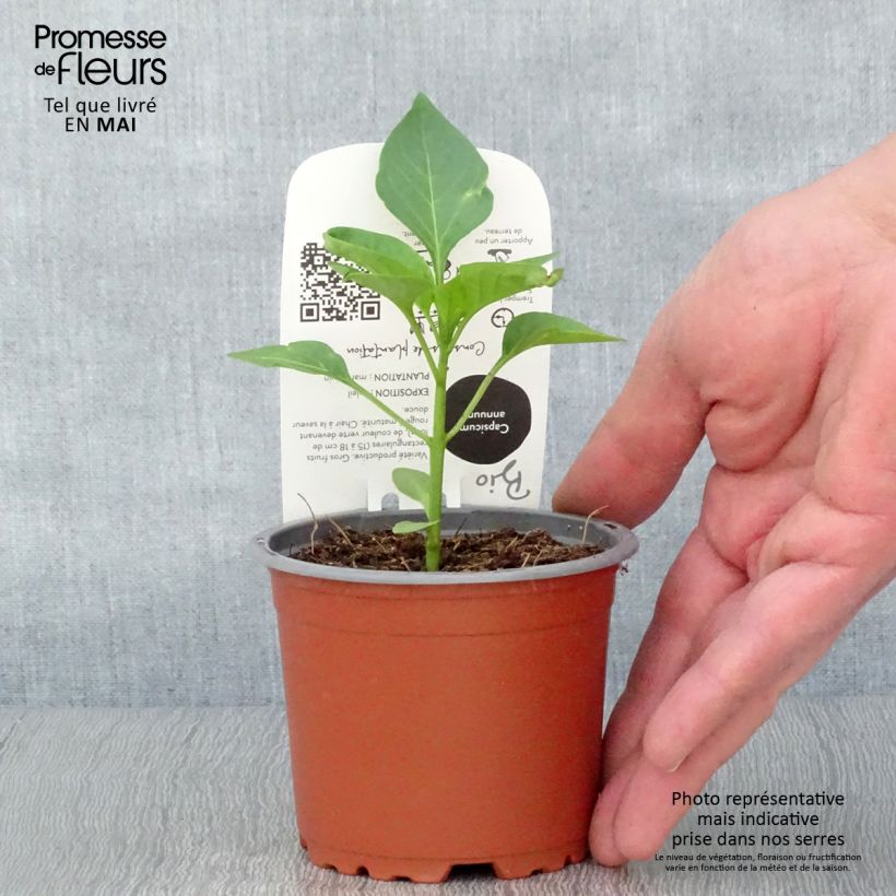 Exemplar von Paprika Jericho F1 (Pflanzen Bio) Topf 10 cm/11cm wie im Frühjahr geliefert