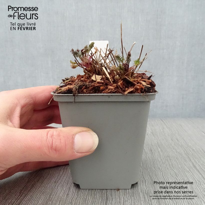 Exemplar von Polemonium Bressingham Purple - Jakobsleiter Kleine Töpfe von 8/9 cm wie im Winter geliefert