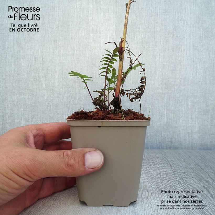 Exemplar von Polemonium Bressingham Purple - Jakobsleiter Kleine Töpfe von 8/9 cm wie im Herbst geliefert