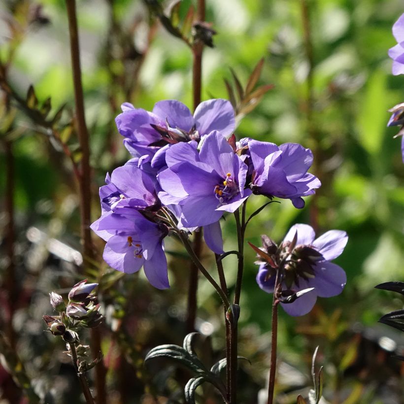 Polemonium Bressingham Purple - Jakobsleiter (Blüte)
