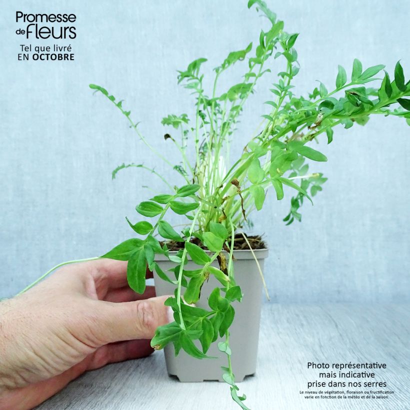 Exemplar von Polemonium yezoense Halfway to Paradise - Jakobsleiter Kleine Töpfe von 8/9 cm wie im Herbst geliefert