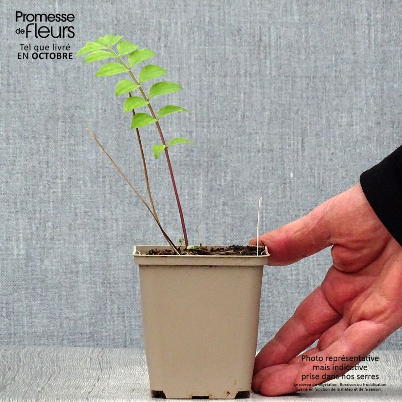 Exemplar von Polemonium reptans Stairway to Heaven - Jakobsleiter Kleine Töpfe von 8/9 cm wie im Herbst geliefert