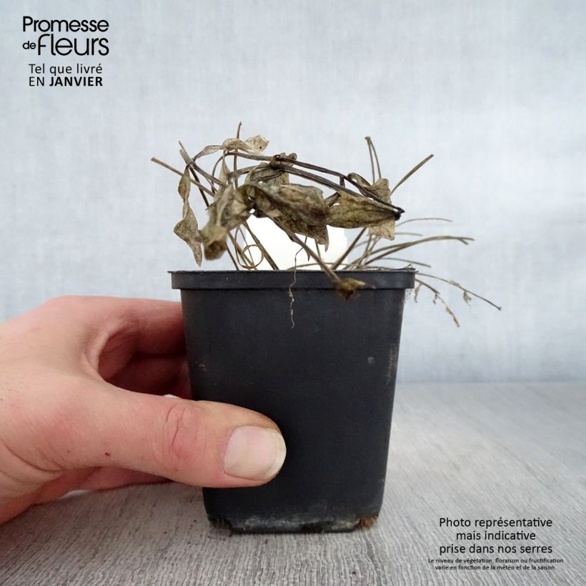 Exemplar von Polemonium reptans Stairway to Heaven - Jakobsleiter Kleine Töpfe von 8/9 cm wie im Winter geliefert